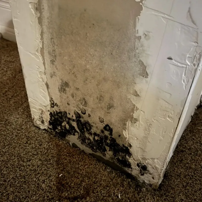 Professional Mold Removal in Rosslyn, VA